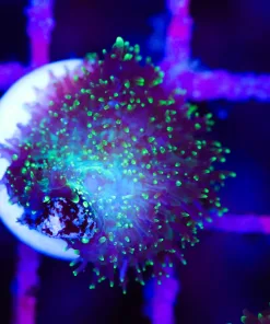 Wysiwyg Small Hairy Mushroom Frag [F109]