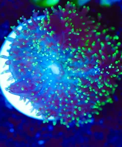 Wysiwyg Small Hairy Mushroom Frag [F111]