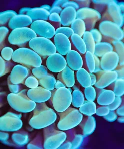 Wysiwyg Hammer Coral [F112]