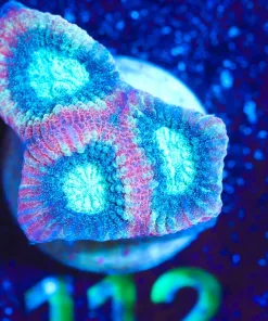 Wysiwyg Starry Night Goniastrea Frag [F112]