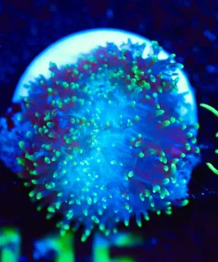 Wysiwyg Small Hairy Mushroom Frag [F113]