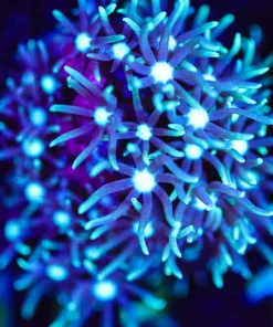 Wysiwyg White Mouth Green Daisy GSP [F113]