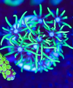 Wysiwyg GSP Frag [F115]