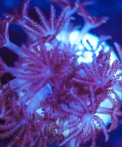 Wysiwyg Xenia Frag Small [F115]