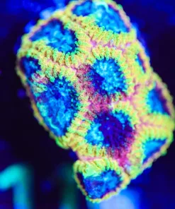 Wysiwyg Wolverine Favia [F116] *Free Shipping ! Minimum $249 livestock spend*