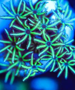 Wysiwyg Pipe Organ Small Frag [F117]