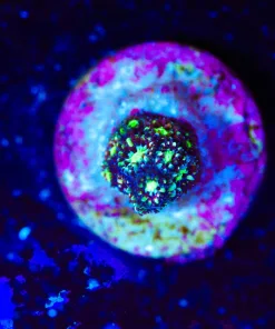 Wysiwyg TINY mystery coral frag [F117]