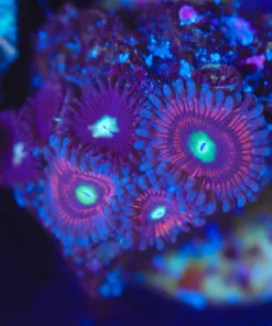 Wysiwyg Tiny zoa frag [F118]