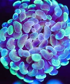 Wysiwyg Hammer Coral Frag [F119]