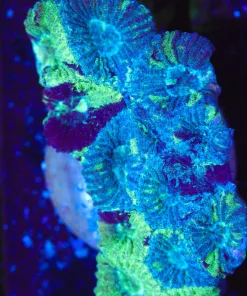 Wysiwyg Marbled Favia Coral Frag Large [F119]