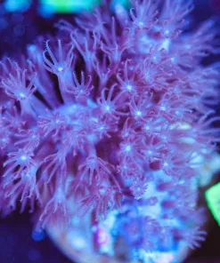 Wysiwyg Gorgonian [F120]