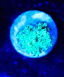 Wysiwyg Green LEather Frag [F120]