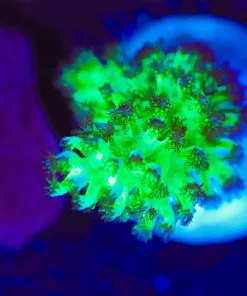 Wysiwyg Dr Fuzzy Nepethea Frag [F121]