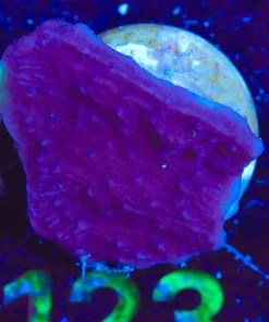 Wysiwyg Purple Grape Montipora [F122]
