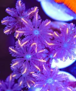 Wysiwyg Orange Fire Work Clove Polyps [F124]