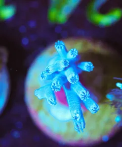 Wysiwyg Small Cespitularia Frag [F124]