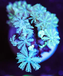 Wysiwyg White Pipe Organ Small [F125]