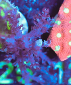 Wysiwyg Small Kenya Tree Colra Frag [F125]