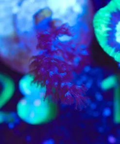 Wysiwyg TINY kenya frag [F126]