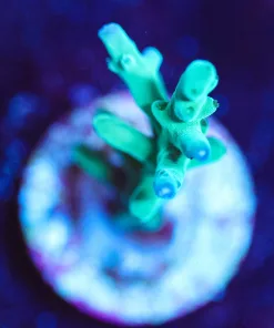 Wysiwyg Enchinata Frag [F126]