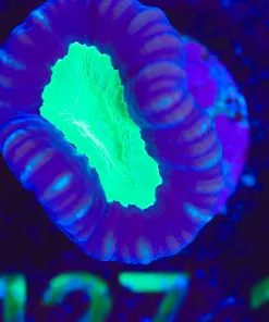 Wysiwyg Purple Monster Trumpet Frag [F127]