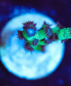 Wysiwyg Branching Green Blue Polyp Cyphastrea *RARE AF* First release ever [F128]