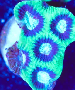 Wysiwyg favia frag (1 itssue showing head) [F128]