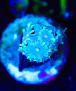 Wysiwyg MICRO size gonipora frag [F129]