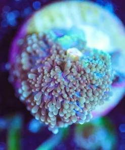 Wysiwyg Tiny Ricordea [F129]