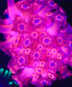 Wysiwyg Inferno Gonipora Frag [F130]