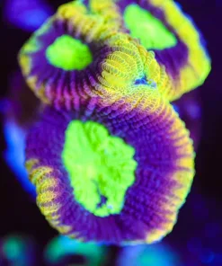 Wysiwyg Dragon Soul Favia [F130] *Free Shipping ! Minimum $249 livestock spend*