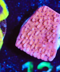 Wysiwyg Orange Plating Montpora [F131]