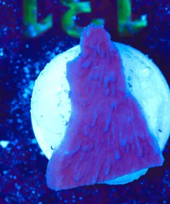 Wysiwyg Tiny Plating Montipora Frag [F131]
