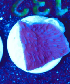 Wysiwyg Tiny Plating Montipora Frag [F132]