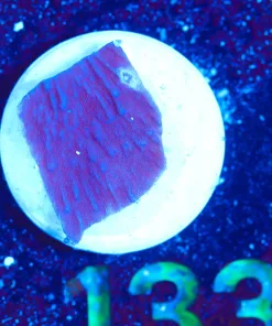 Wysiwyg Tiny Plating Montipora Frag [F133]