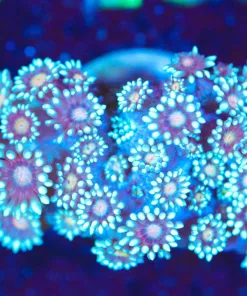 Wysiwyg Blue Gonipora Coral [F135]