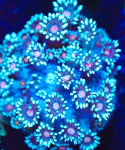 Wysiwyg Blue Gonipora Coral [F137]