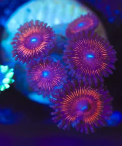 Wysiwyg Zoa Frag [F139]