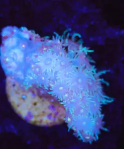 Wysiwyg Tiny Flowerpot Frag [F139]