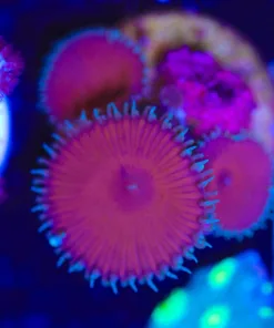 Wysiwyg Red Death Palythoa x 3 rare! [F14]