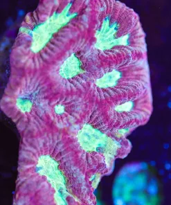 Wysiwyg XL Watermelon Favia Frag [F140] *Free Shipping ! Minimum $249 livestock spend*
