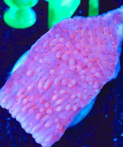 Wysiwyg Montipora Frag [F141]