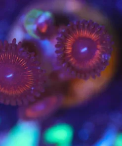 Wysiwyg Tiny Zoa Frag [F141]