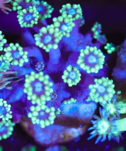 Wysiwyg Flowerpot Frag [F142]