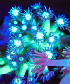 Wysiwyg Flowerpot Frag [F143]