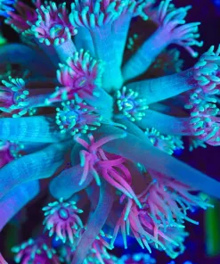 Wysiwyg Two Tone Marbled Flowerpot Coral [F144]