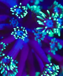 Wysiwyg Flowerpot Frag [F146]