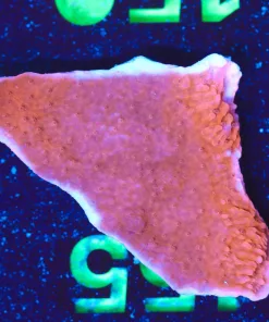 Wysiwyg Montipora Frag [F148]