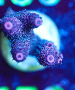Wysiwyg Two Tone Purple Acropora Millepora [F150]