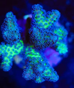 Wysiwyg Birdsnest Frag [F150]